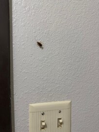 Cockroach in bathroom