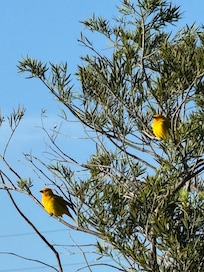 Saffron finches