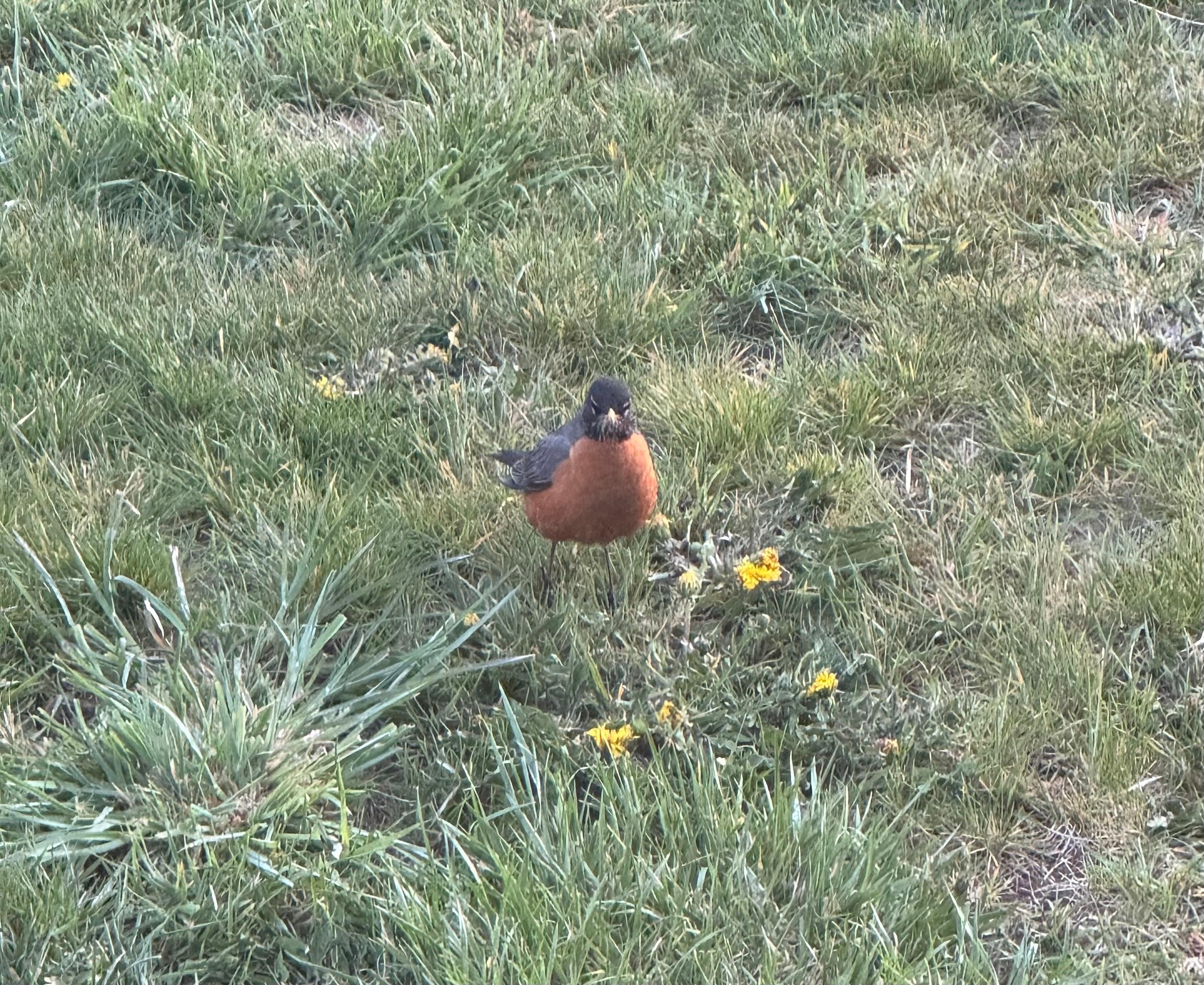 Friendly little Robin