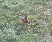 Friendly little Robin