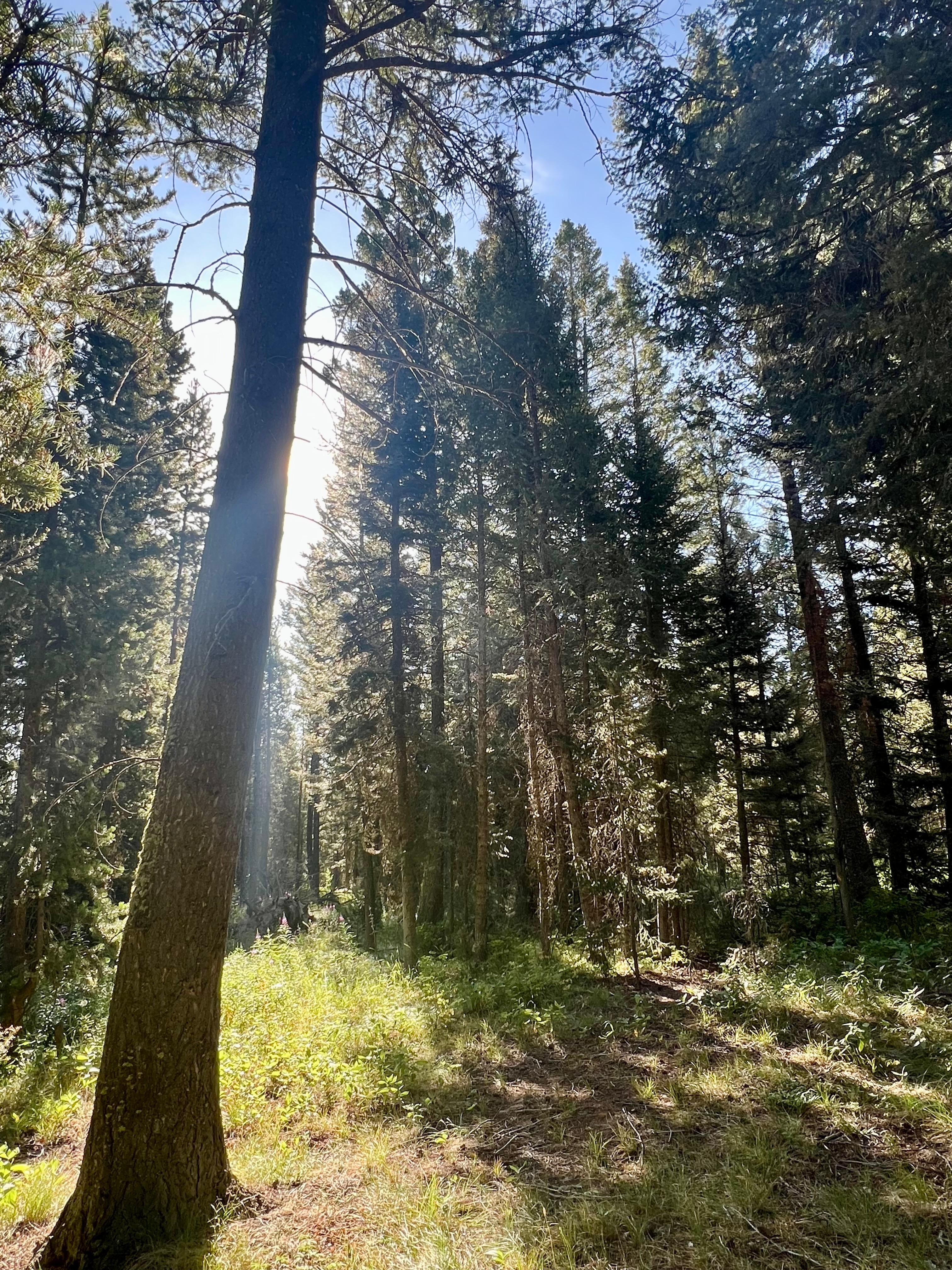 Morning sun next to the cabin