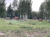 Locals!