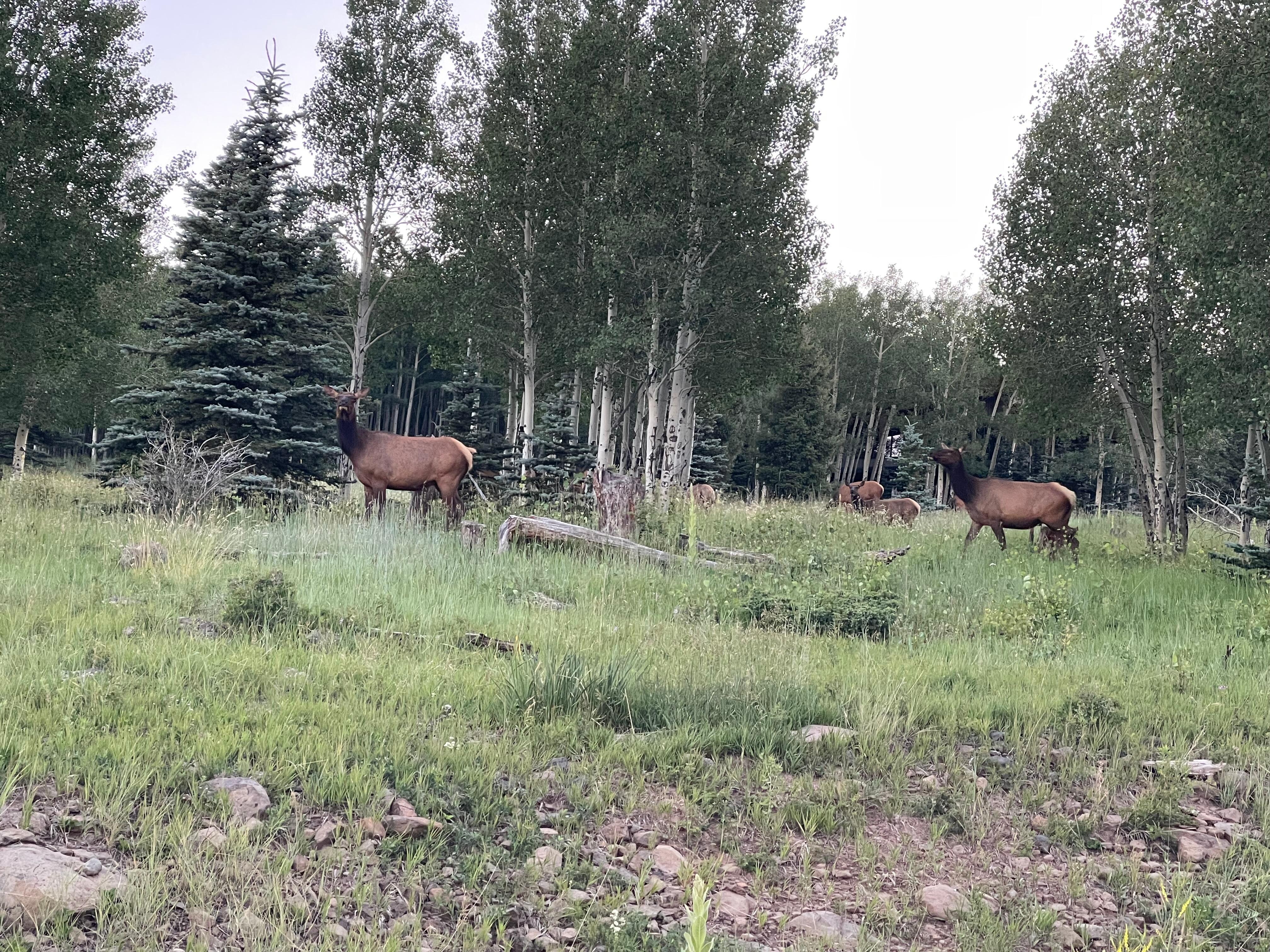 Locals!