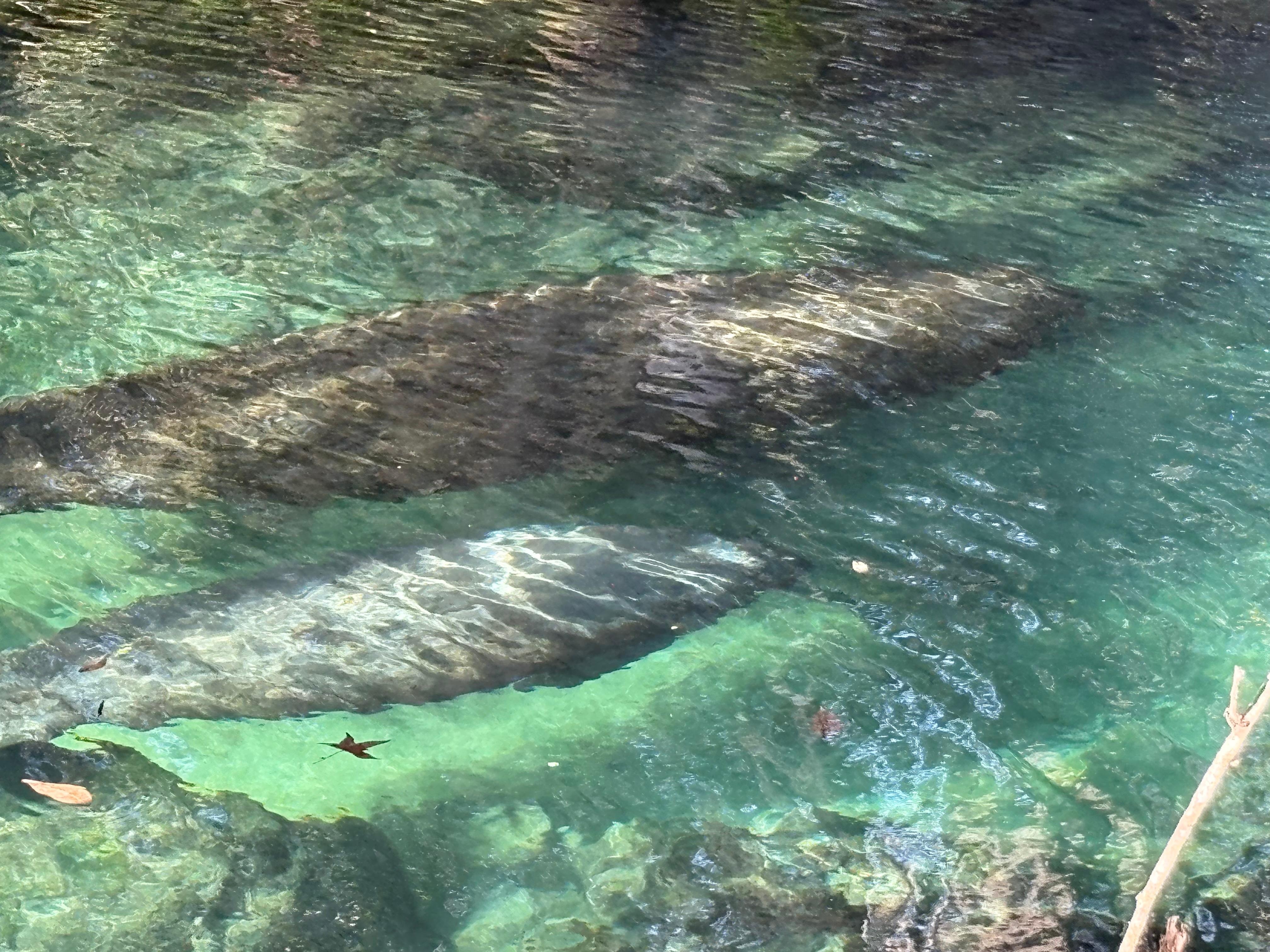 We saw manatees with their babies at Three Sisters Springs in Crystal River.  An hour before high tide is best.  The manatees ride the outgoing tide out to eat, and return with the incoming tide and pick up their babies, on the way in.