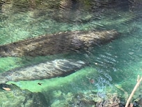 We saw manatees with their babies at Three Sisters Springs in Crystal River. An hour before high tide is best. The manatees ride the outgoing tide out to eat, and return with the incoming tide and pick up their babies, on the way in.
