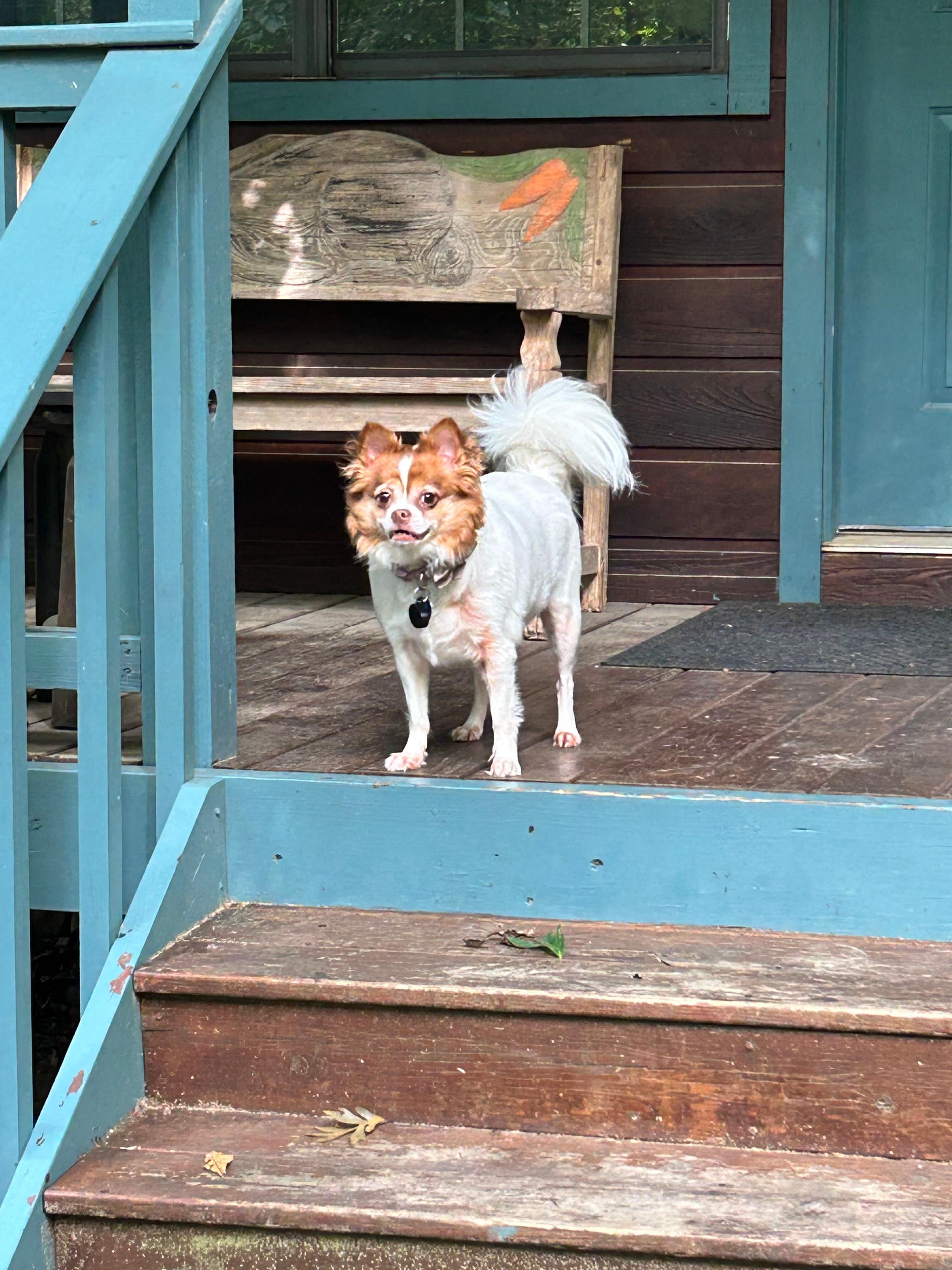 Ember loved the front porch.