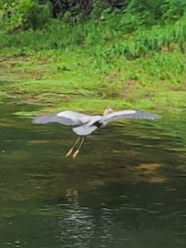 Fellow fisher