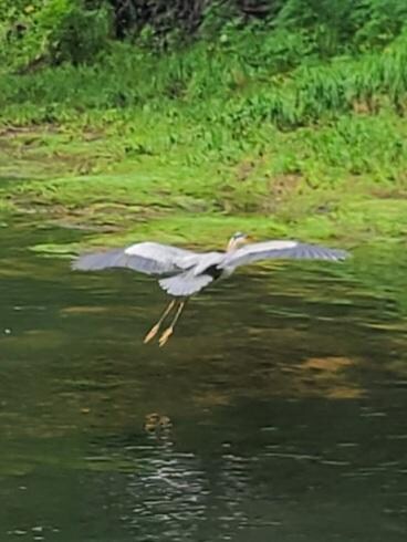 Fellow fisher