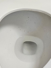 filthy toilets in lobby restroom. told staff twice on two differnt days. never cleaned.