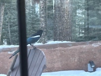 Magpie