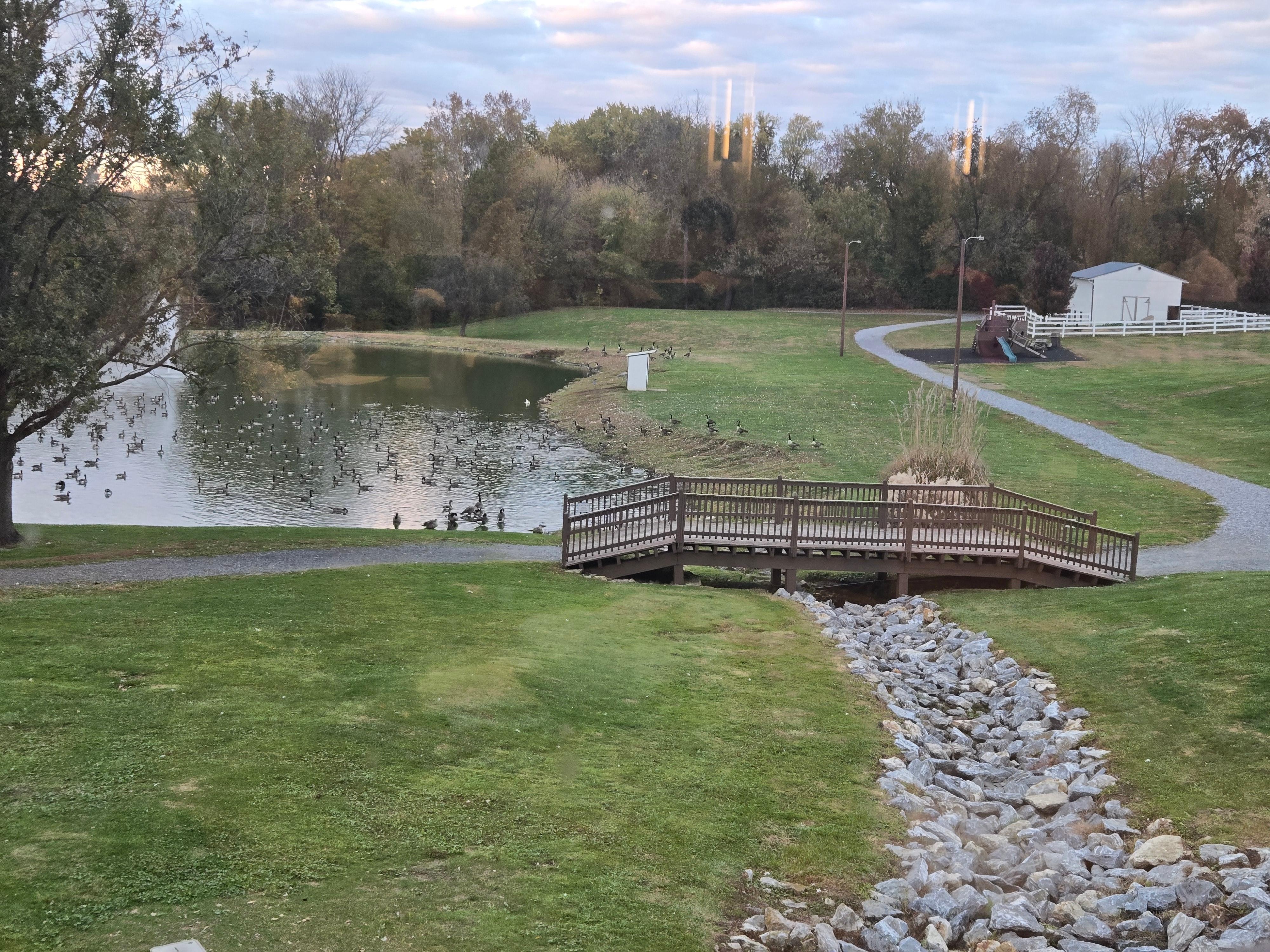 beautiful pond with alot of geese