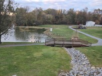 beautiful pond with alot of geese