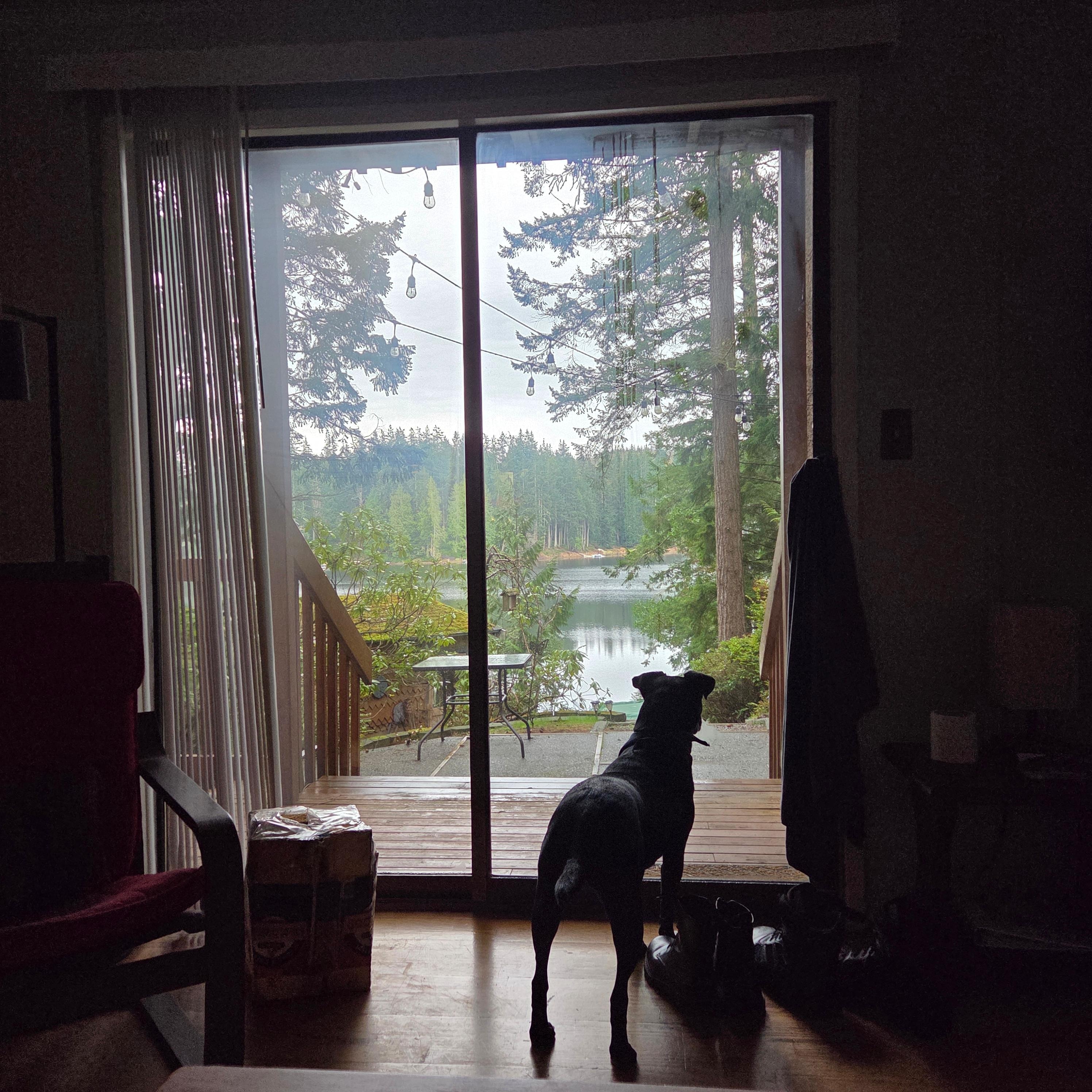 Squirrel watch with a lovely view 