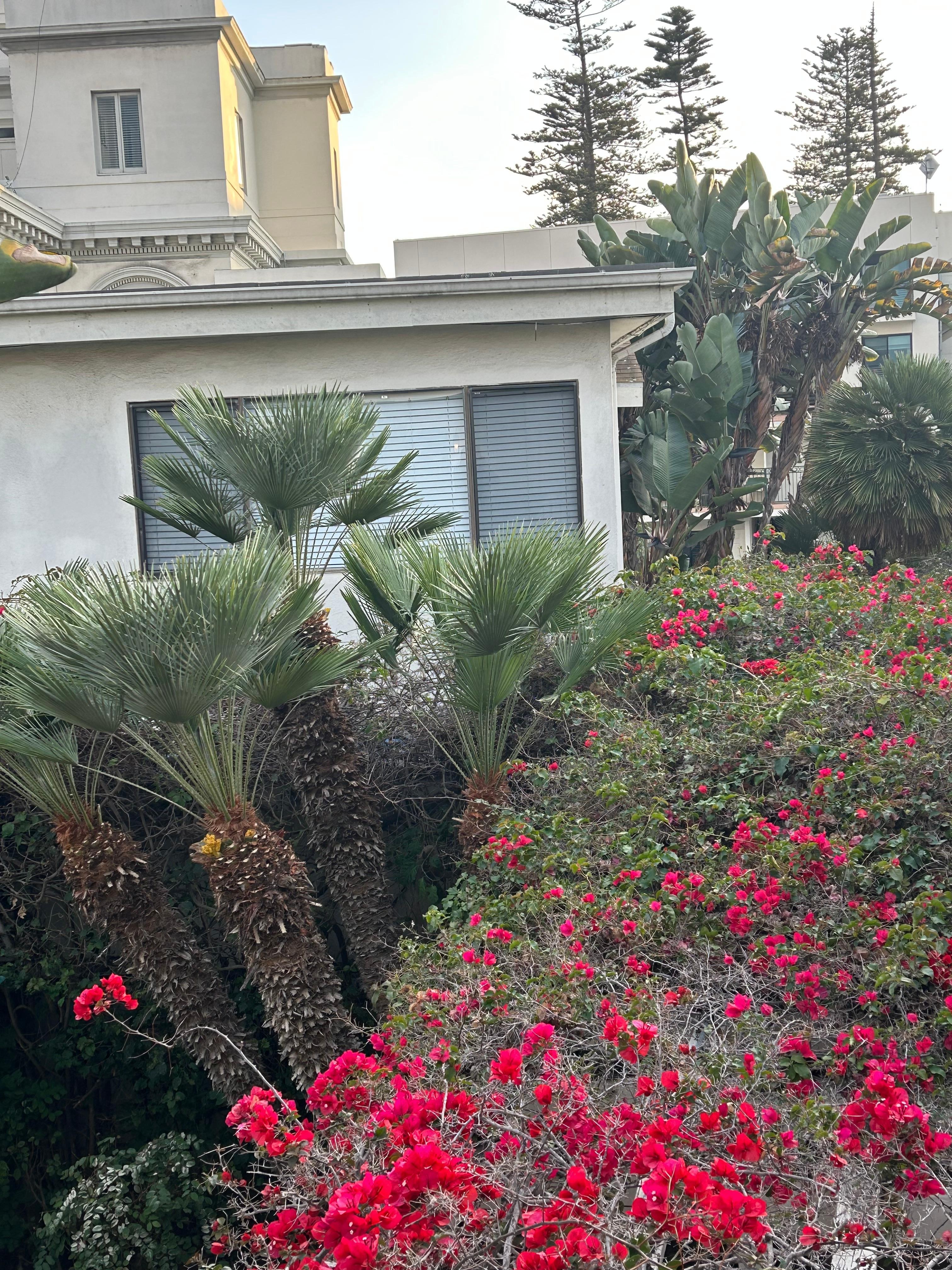 Bougainvillea in January
