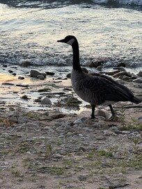 Geese at the beach.