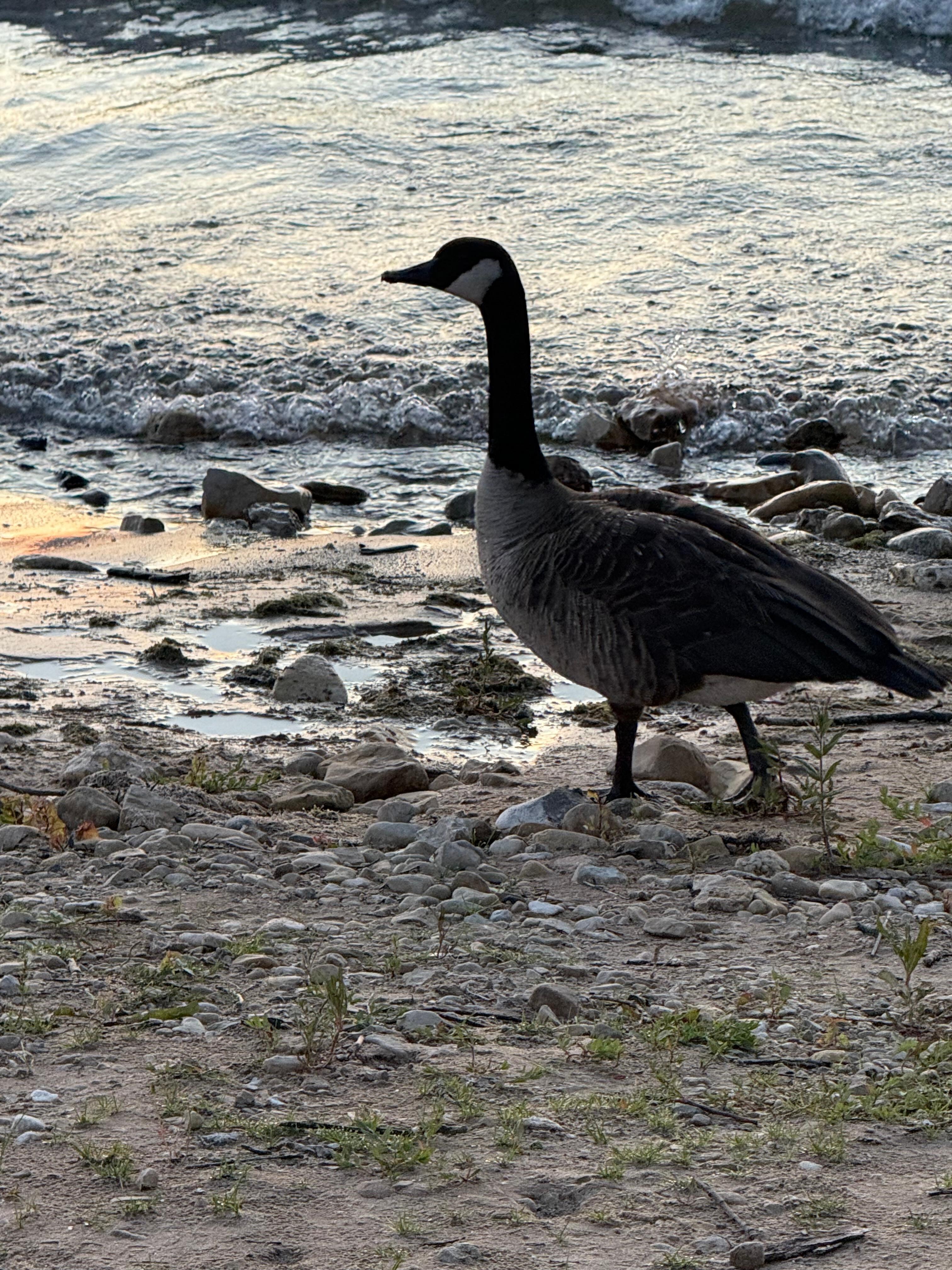 Geese at the beach.