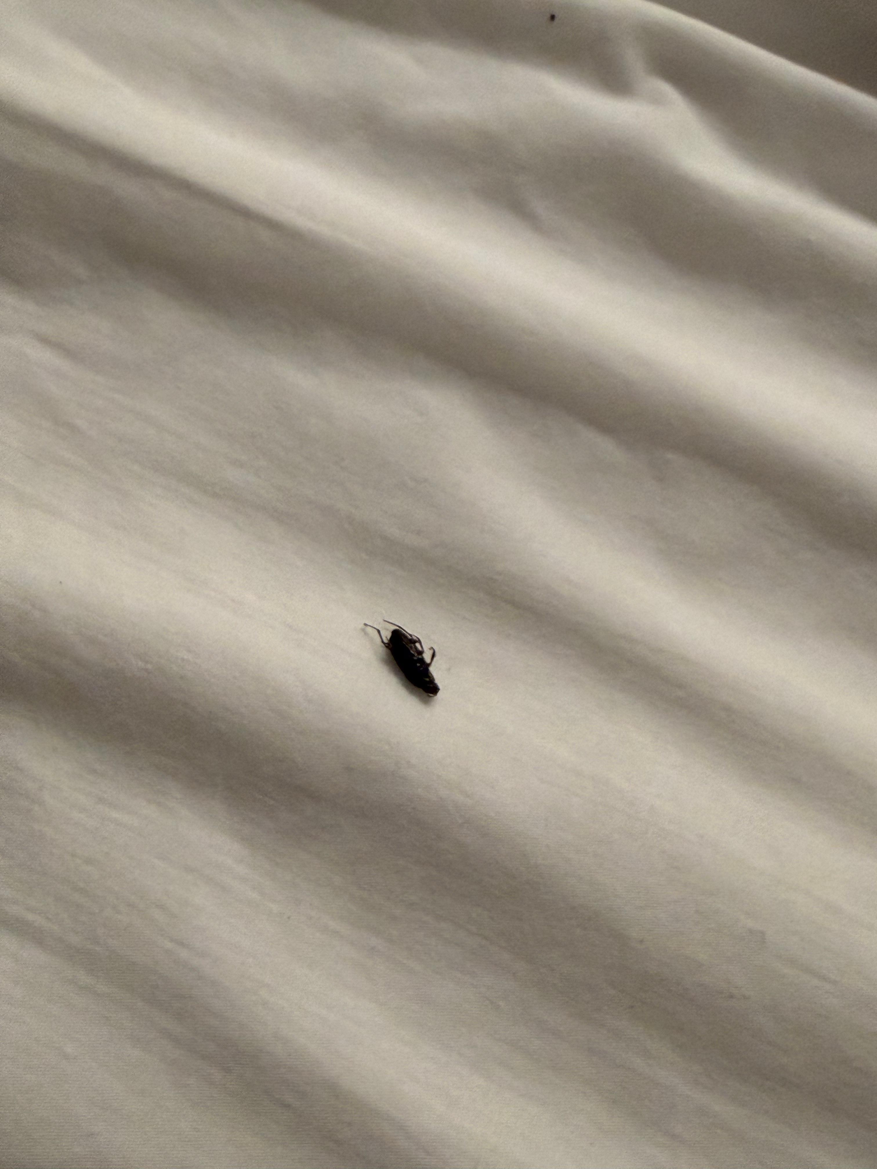Dead roach on bed 