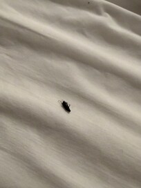 Dead roach on bed