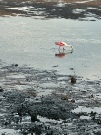 Roseate Spoonbills visiting every day!