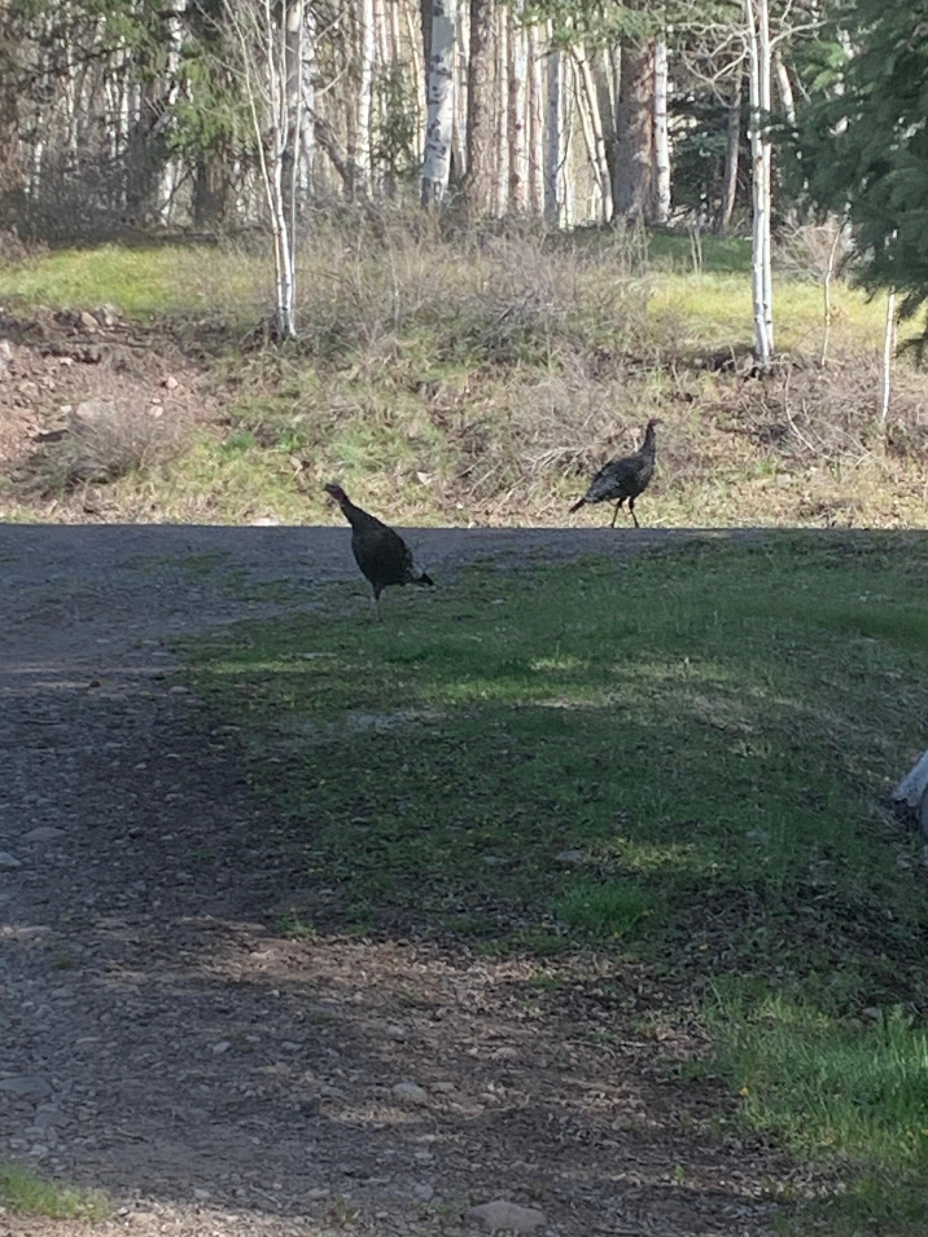 Turkeys paid us a visit one morning.