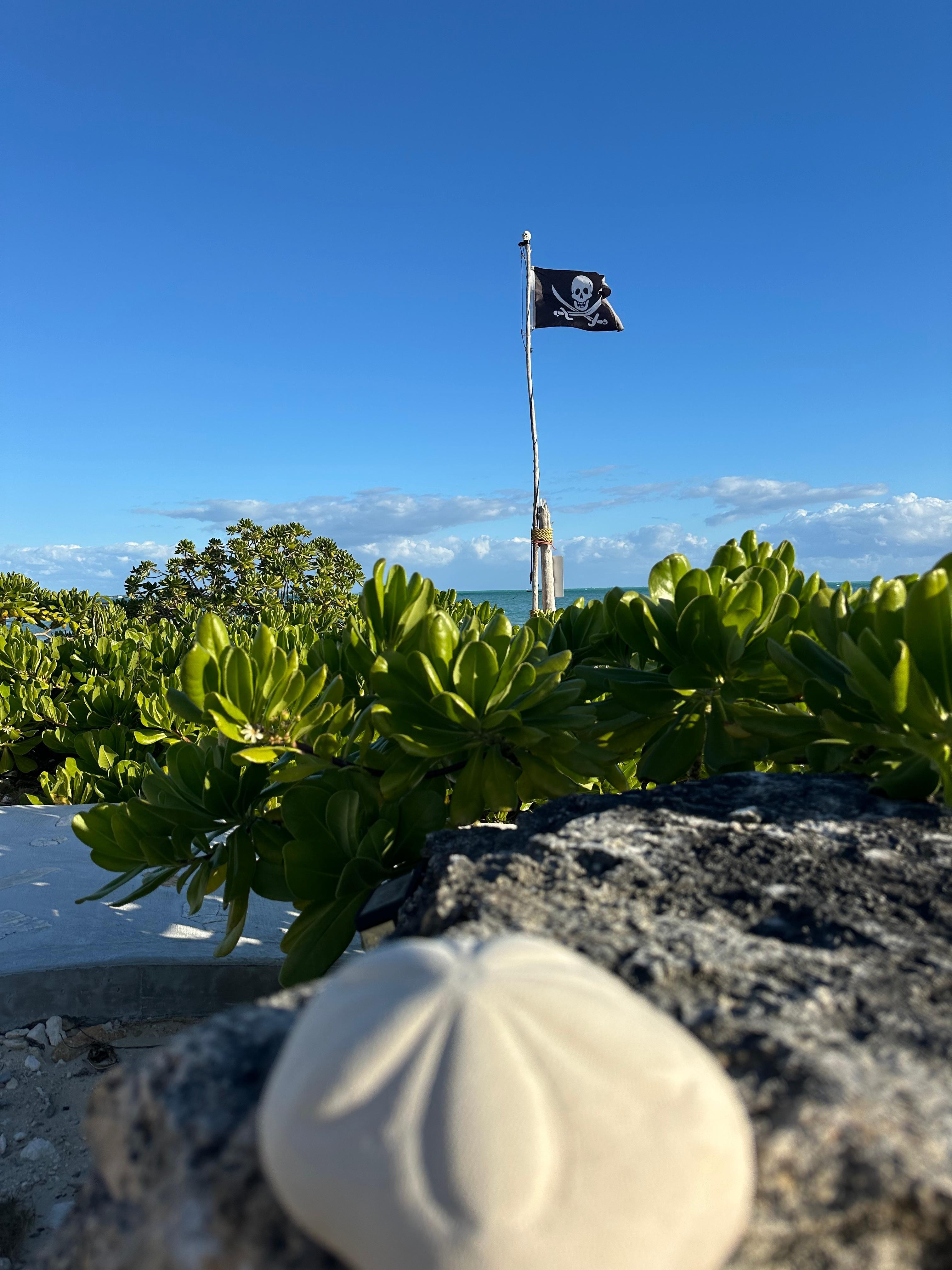Lots of Sea biscuits 