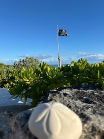 Lots of Sea biscuits