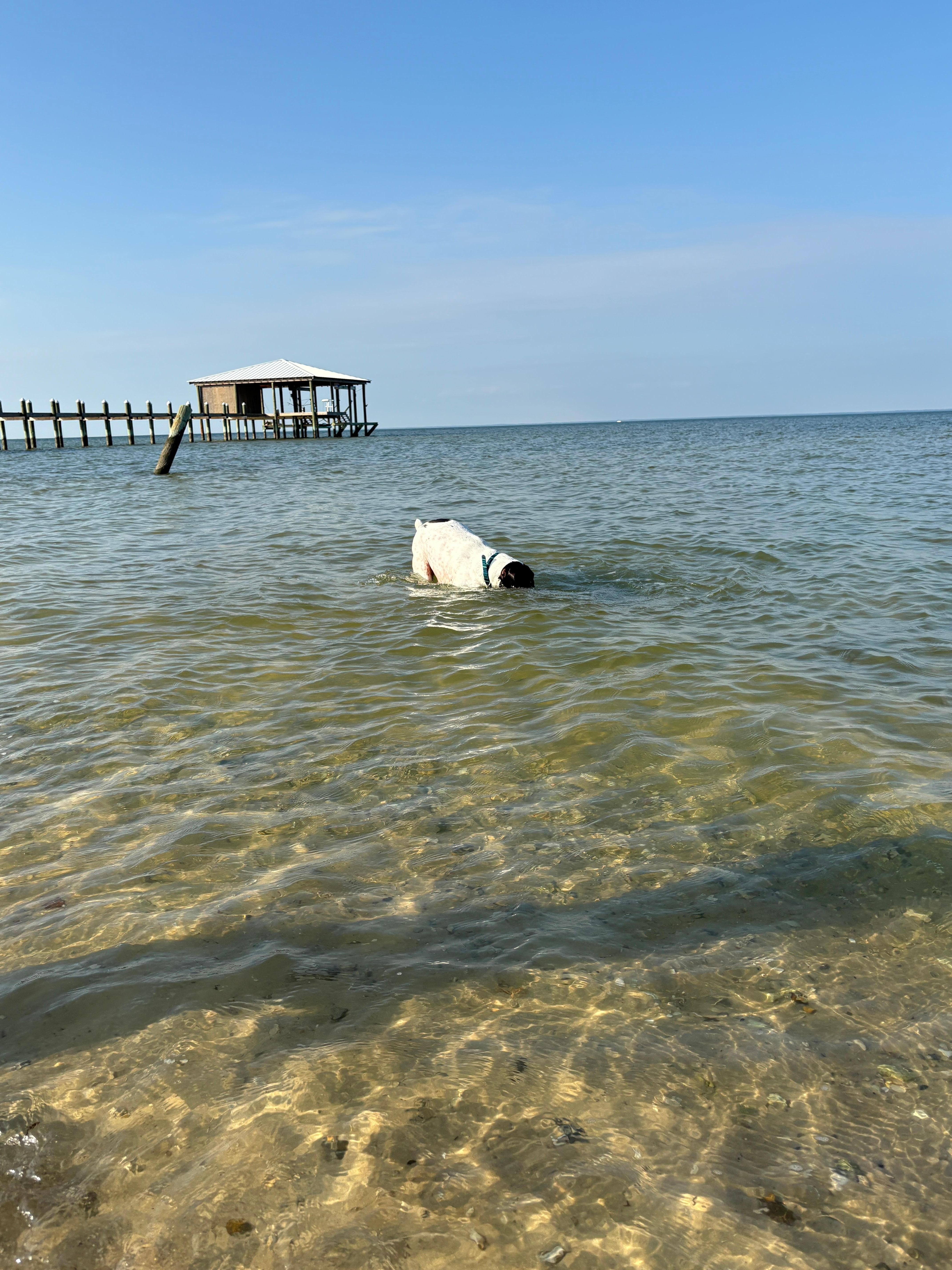 Mississippi Sound fish discovery. 