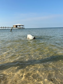 Mississippi Sound fish discovery.