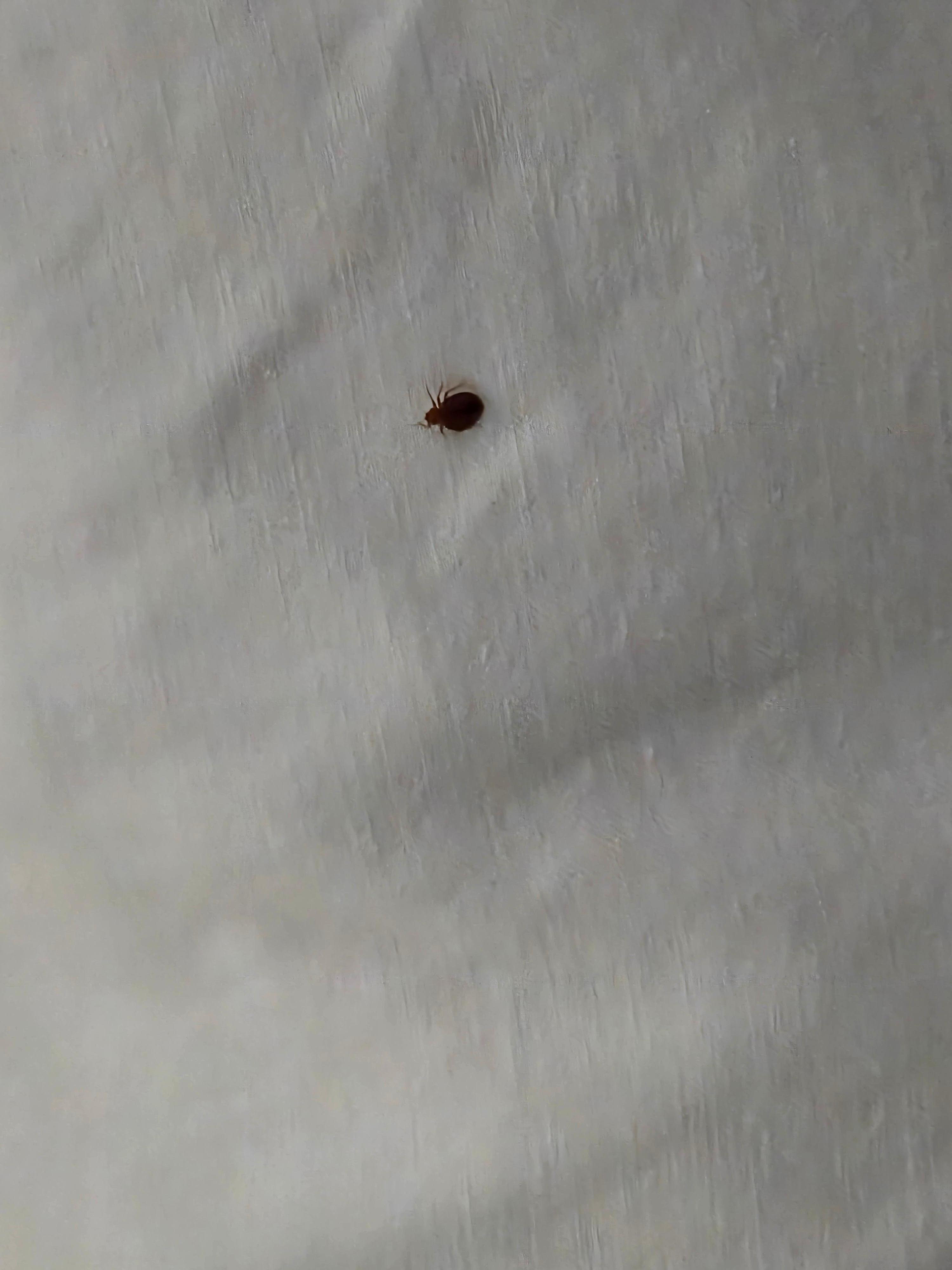Beetle on pillow
