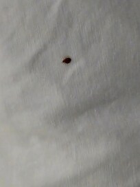 Beetle on pillow