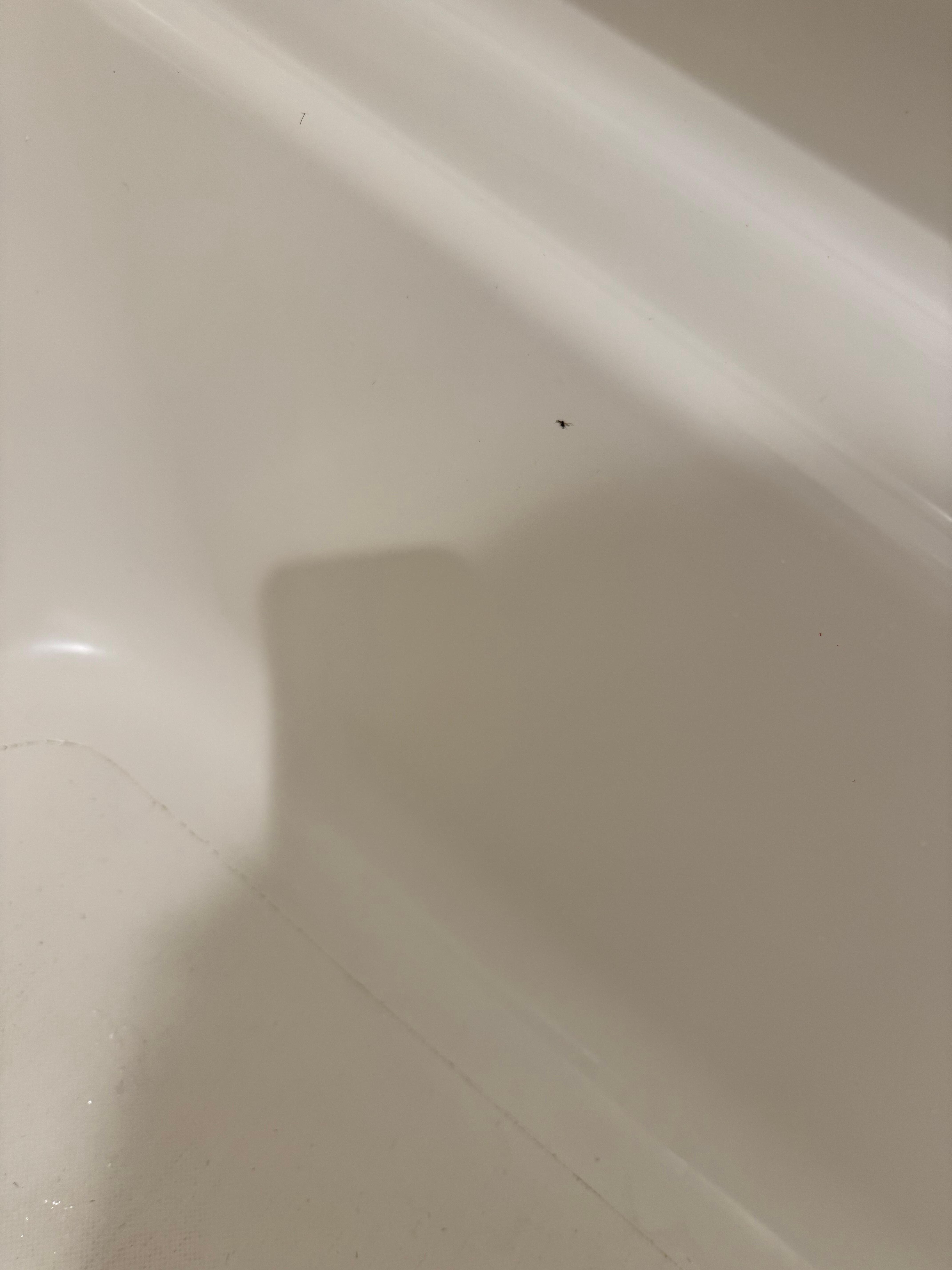 bug and dirt in tub