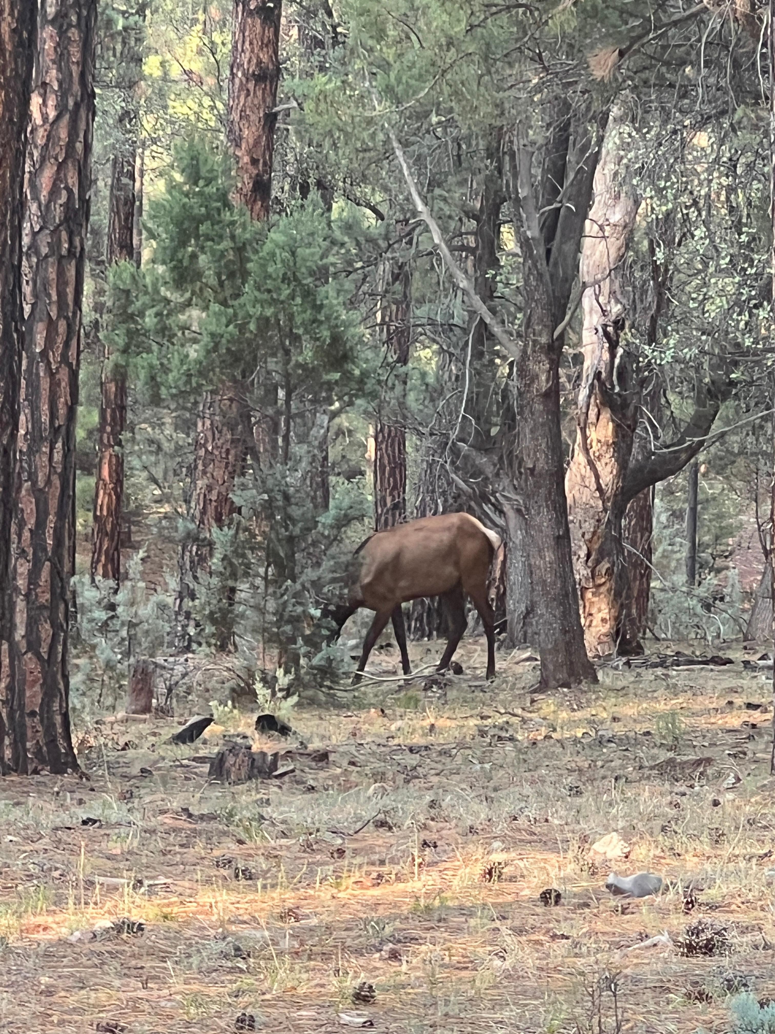 Beautiful forest and wildlife in the area