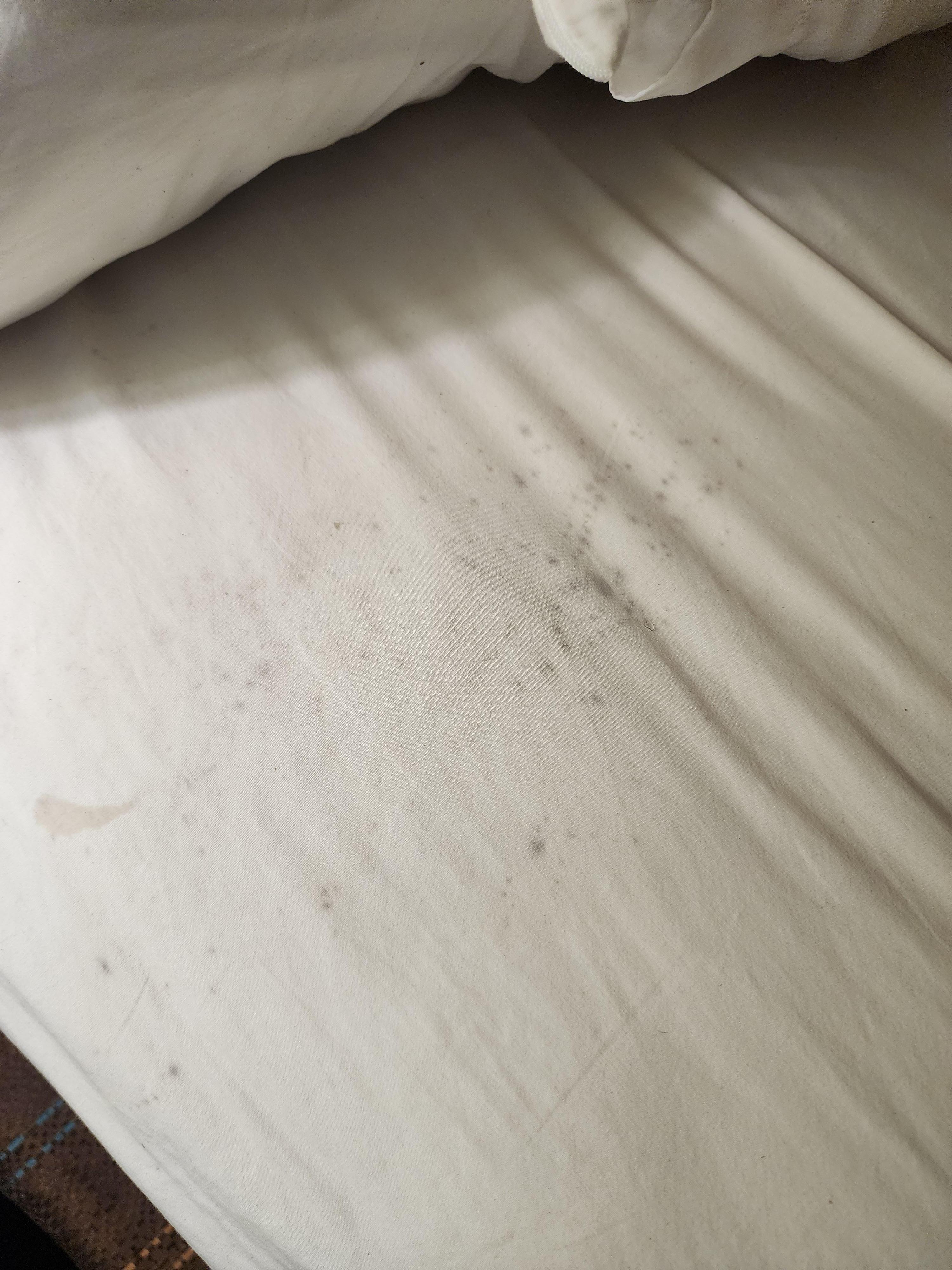 Moldy sheets and room smelled of super strong cleaning agents like they were trying to cover up