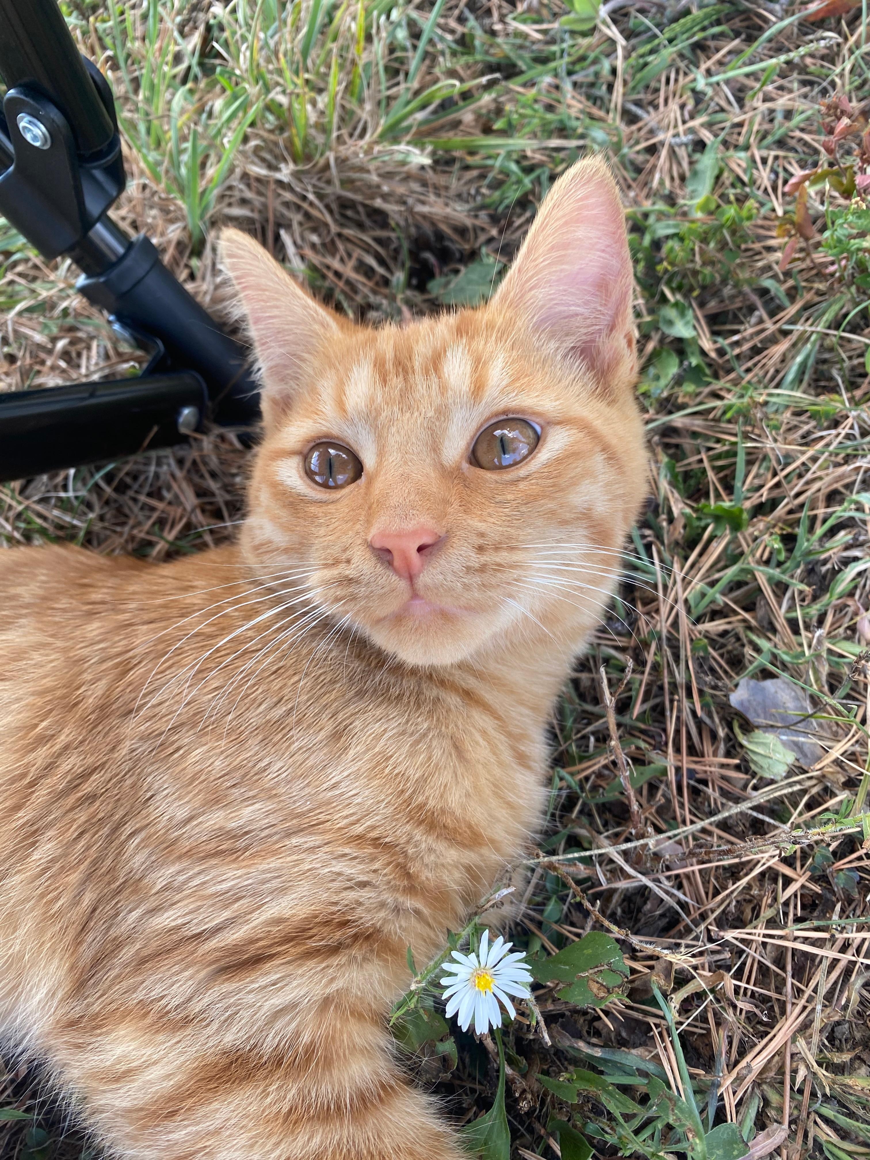 Tucker, therapy free of charge! 