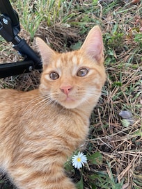 Tucker, therapy free of charge!