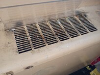 Black Mold