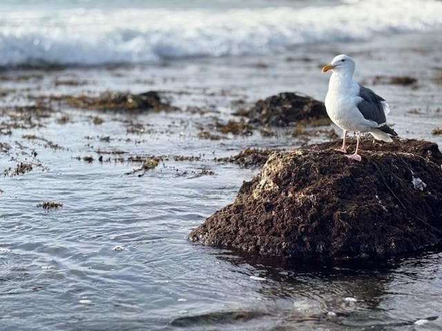 Tide Pool Beach just a short walk.