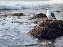 Tide Pool Beach just a short walk.