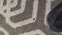 My beetle friend I released outside. Tryied my best not to step on the multitude of ants, bugs rock