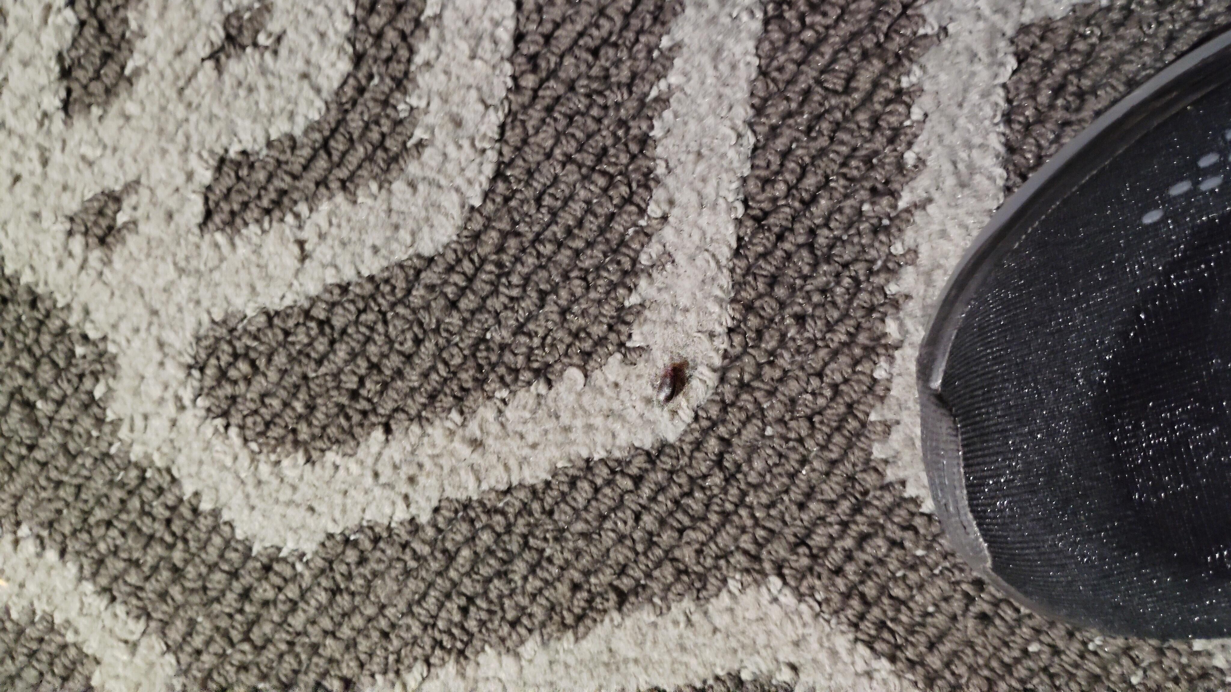 My beetle friend I released outside. Tryied my best not to step on the multitude of ants, bugs rock