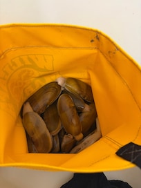 Razor clams ready to clean in the utility sink.