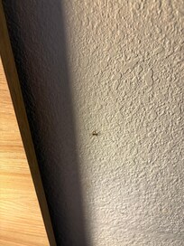 Spider mashed on wall