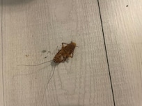 Found this 5 minutes after the cleaning lady came and ācleanedā not to mention all the other bugs we have found inside.