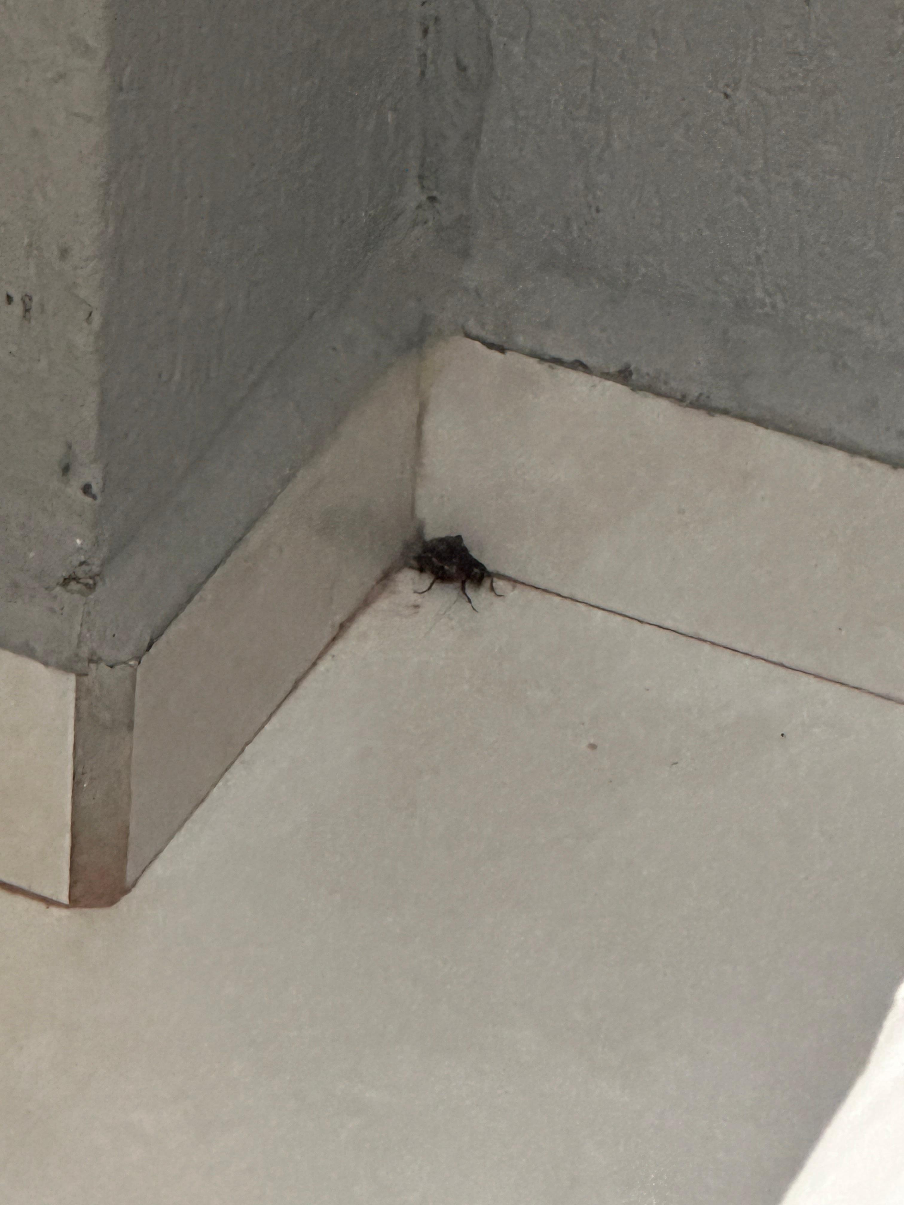 Insetos dentro do quarto