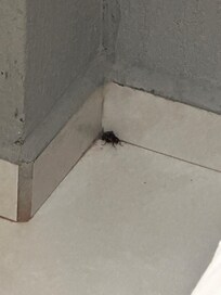 Insetos dentro do quarto