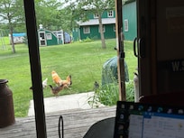 My wife made freinds with the chickens