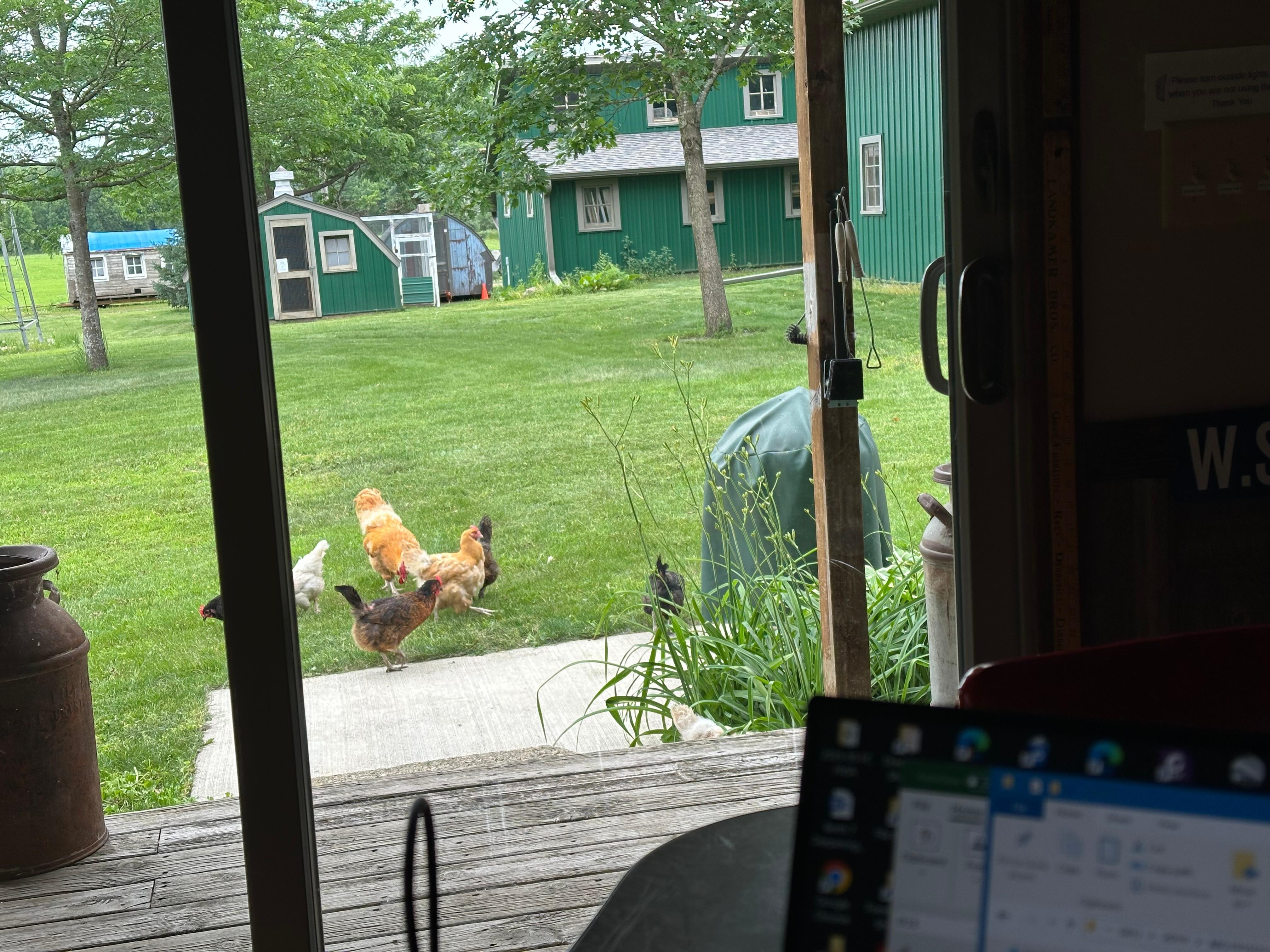 My wife made freinds with the  chickens