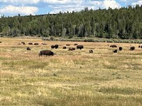 Bison (Buffalo) Hayden field