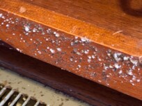 Mold in kitchen. Same area