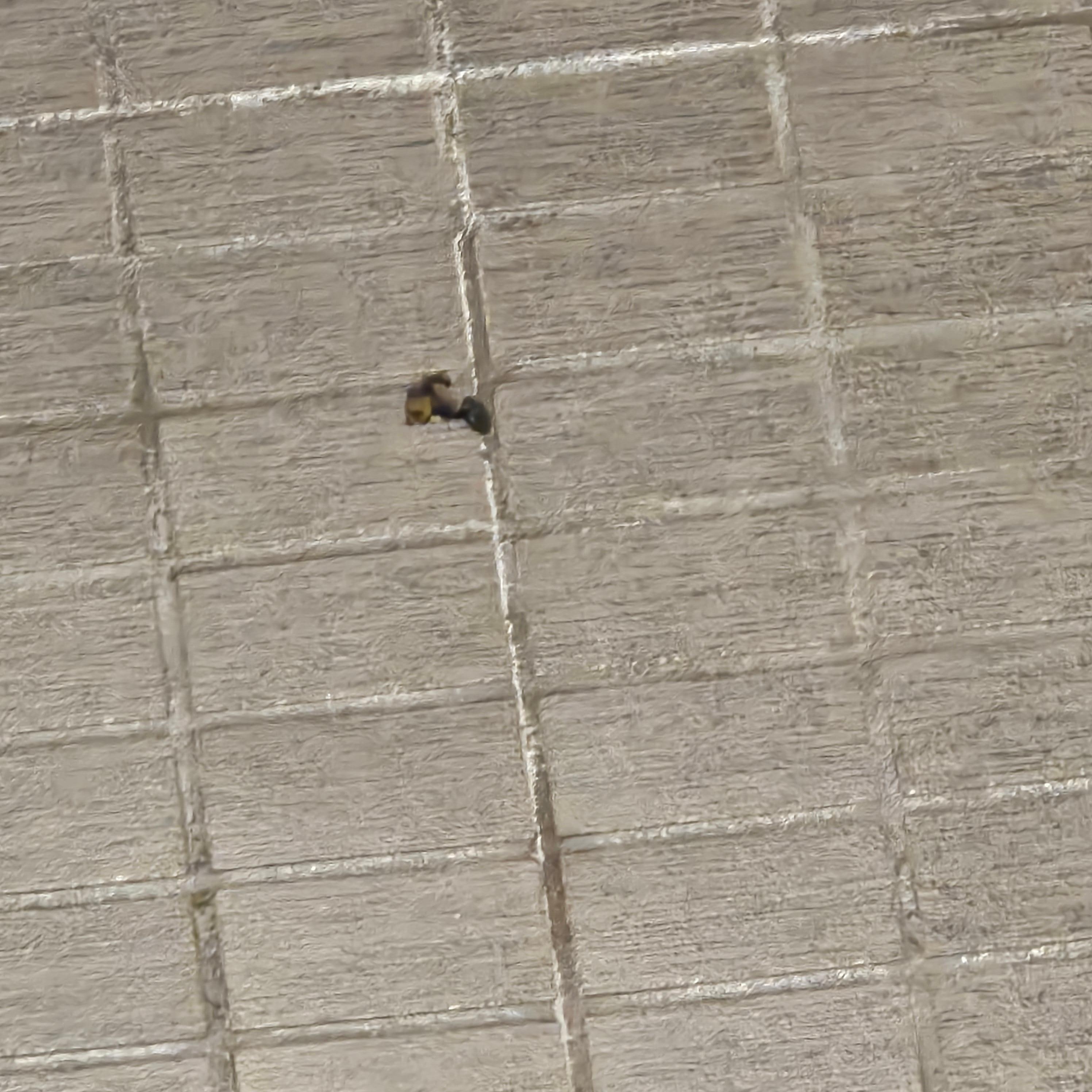 I'm not even sure what this thing was, it was on the shower floor
